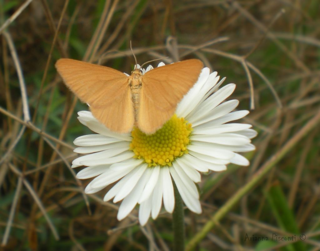 Minoa murinata (Geometridae)